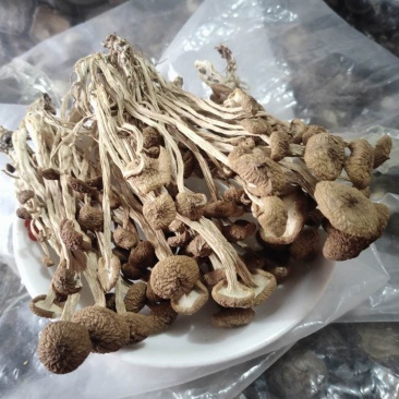 福建古田茶树菇今年新货一件起全国包邮品质保证