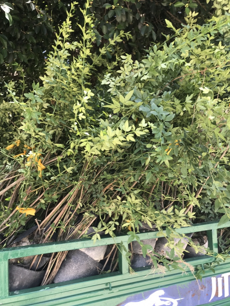 迎春花云南黄素馨，黑杯