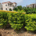 黄金叶黄心梅美植袋批发