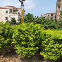 黄金叶黄心梅美植袋批发