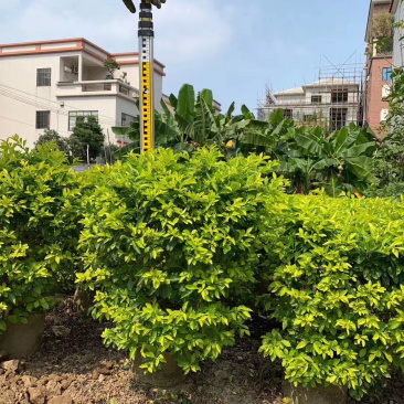 黄金叶黄心梅美植袋批发