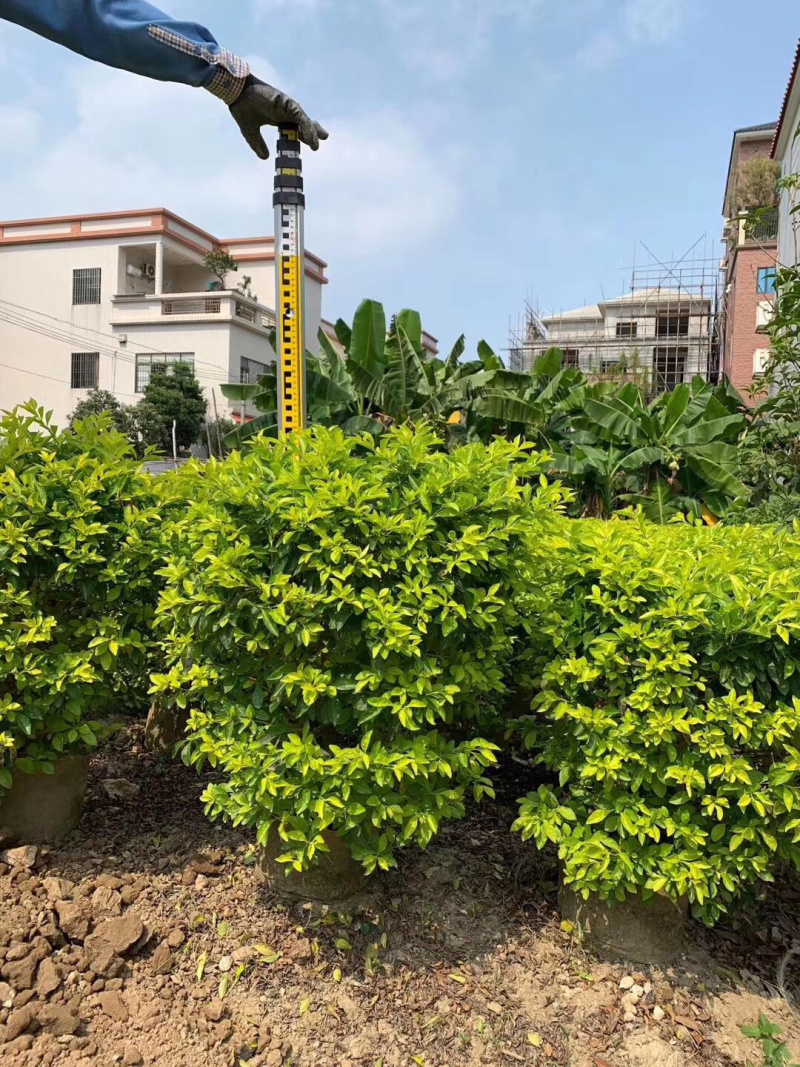黄金叶黄心梅美植袋批发