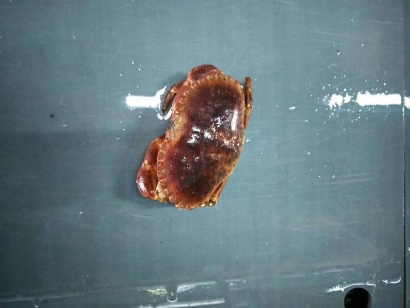 英国面包蟹满膏新鲜活冻面包蟹规格全接受预订快递