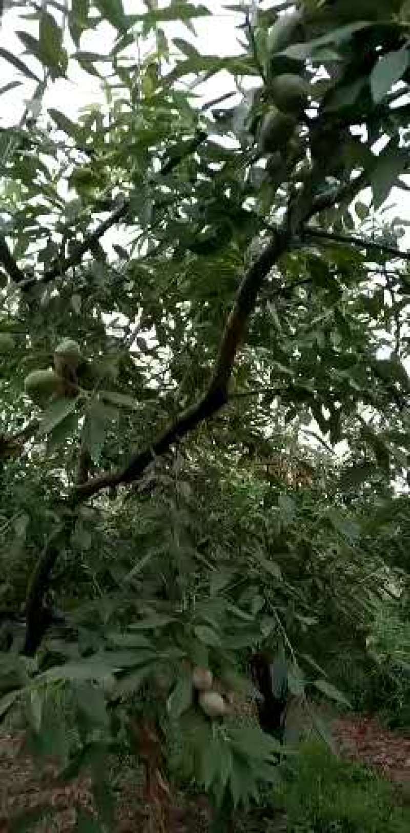 新鲜巴旦木