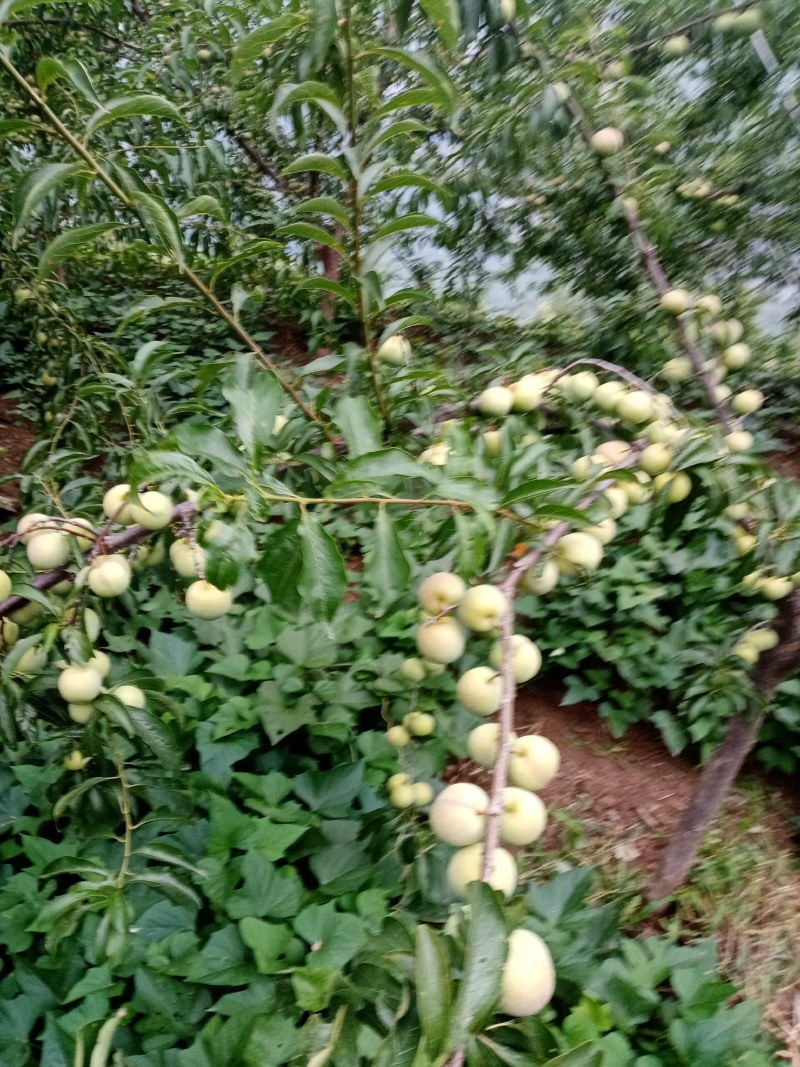 李子，半边红李子。颜色好，味道甜，离核。