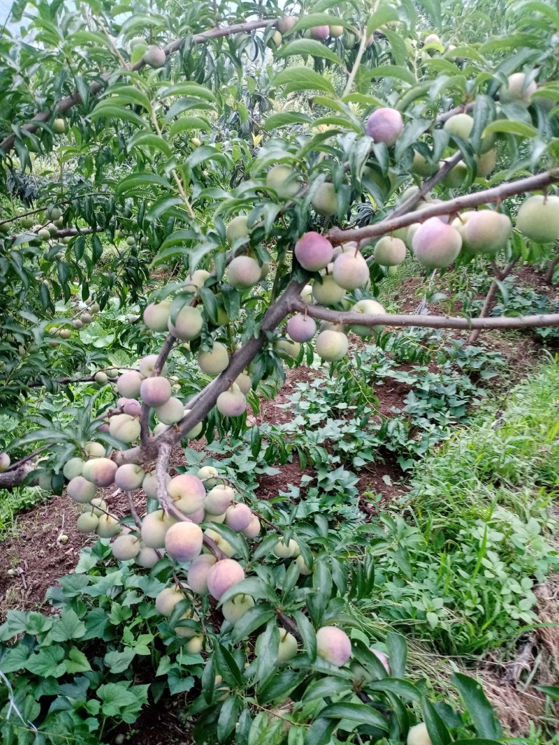 李子，半边红李子。颜色好，味道甜，离核。