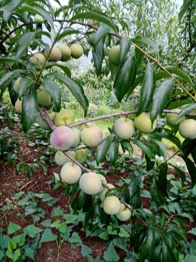 李子，半边红李子。颜色好，味道甜，离核。