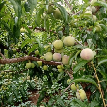 李子，半边红李子。颜色好，味道甜，离核。