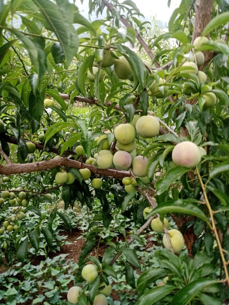 李子，半边红李子。颜色好，味道甜，离核。