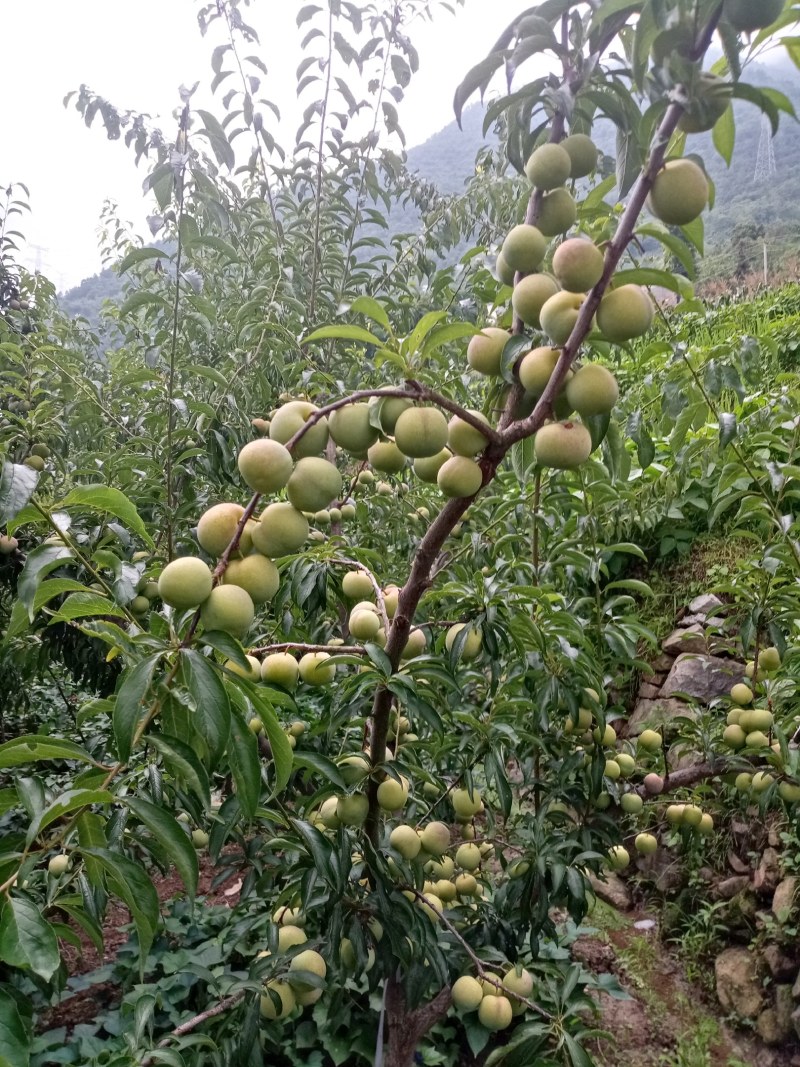 李子，半边红李子。颜色好，味道甜，离核。