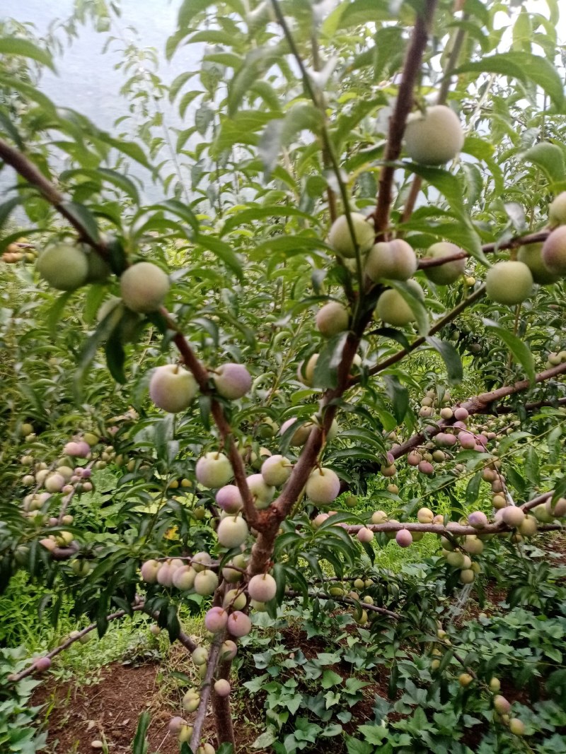 李子，半边红李子。颜色好，味道甜，离核。