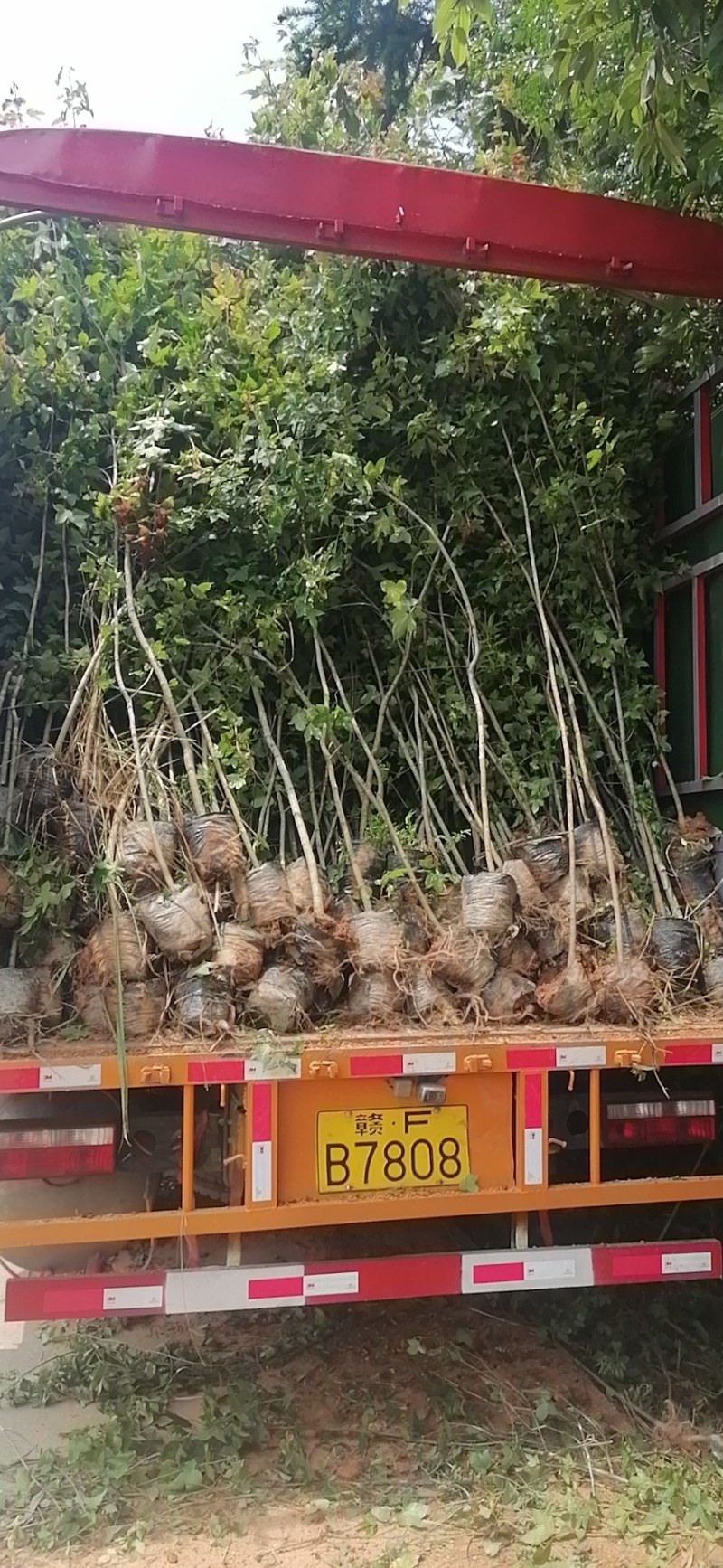 枫香无纺布袋苗！基地直供！诚信可靠！欢迎来电！