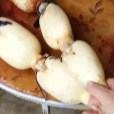 精品大白莲藕，锈少，藕好，每天可供货三万斤
