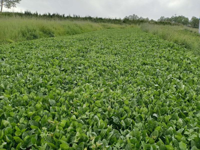 产地青海西宁，菠菜大量上市中