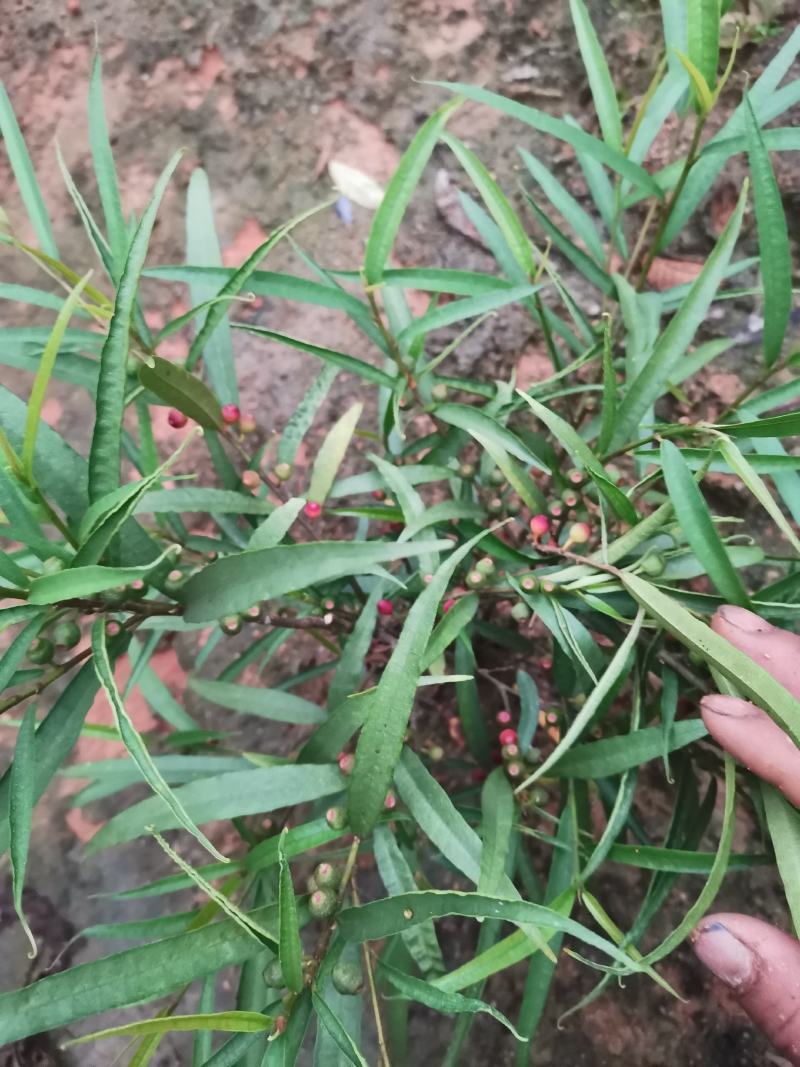白花牛奶根尖叶细叶白花牛奶根竹叶型白花牛奶根