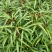 白花牛奶根尖叶细叶白花牛奶根竹叶型白花牛奶根