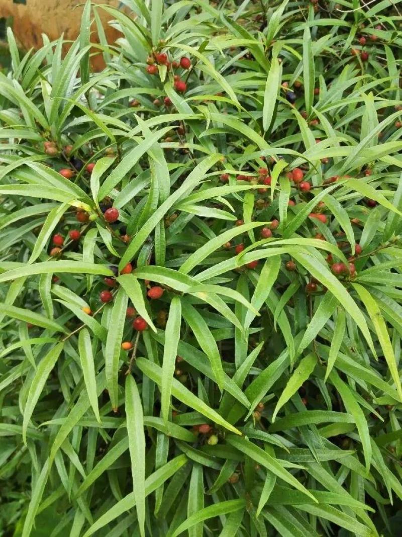 白花牛奶根尖叶细叶白花牛奶根竹叶型白花牛奶根