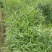 白花牛奶根尖叶细叶白花牛奶根竹叶型白花牛奶根