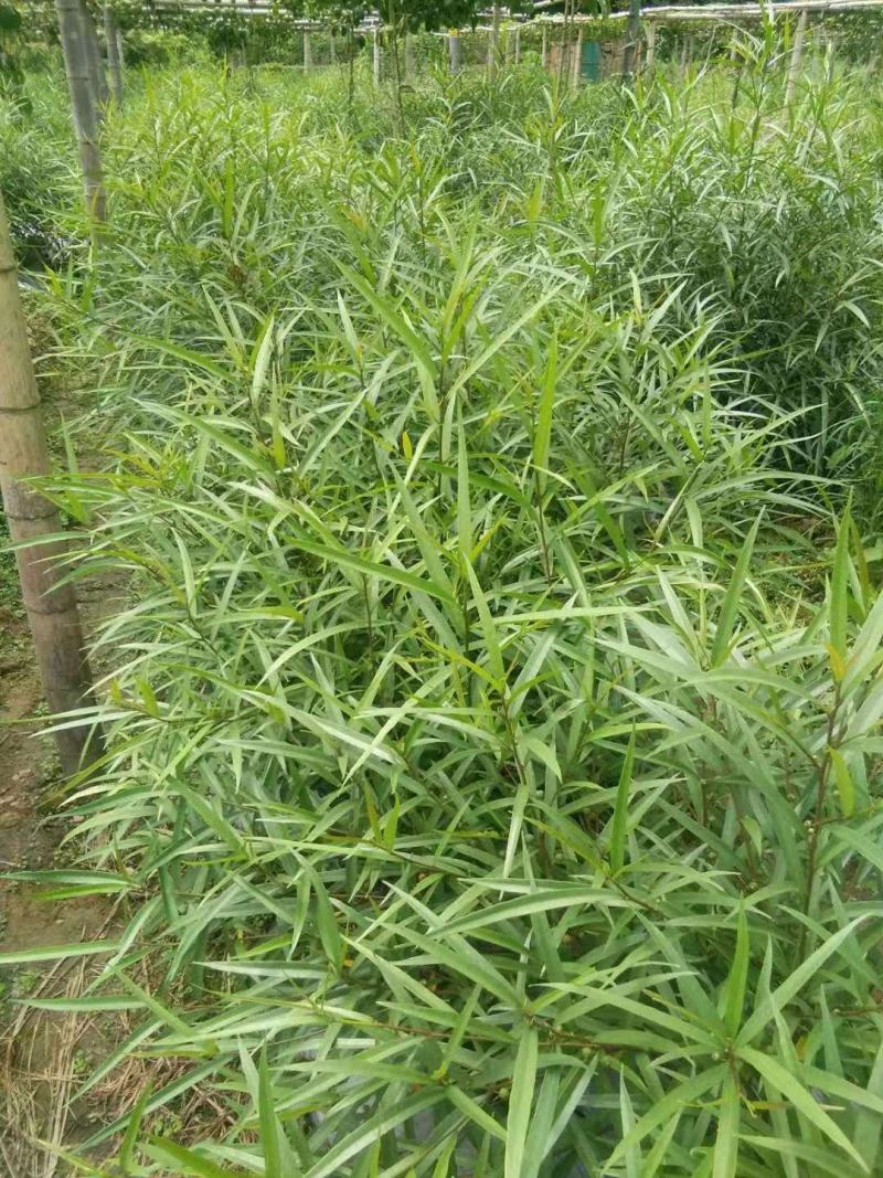 白花牛奶根尖叶细叶白花牛奶根竹叶型白花牛奶根