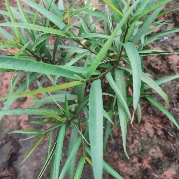 白花牛奶根尖叶细叶白花牛奶根竹叶型白花牛奶根