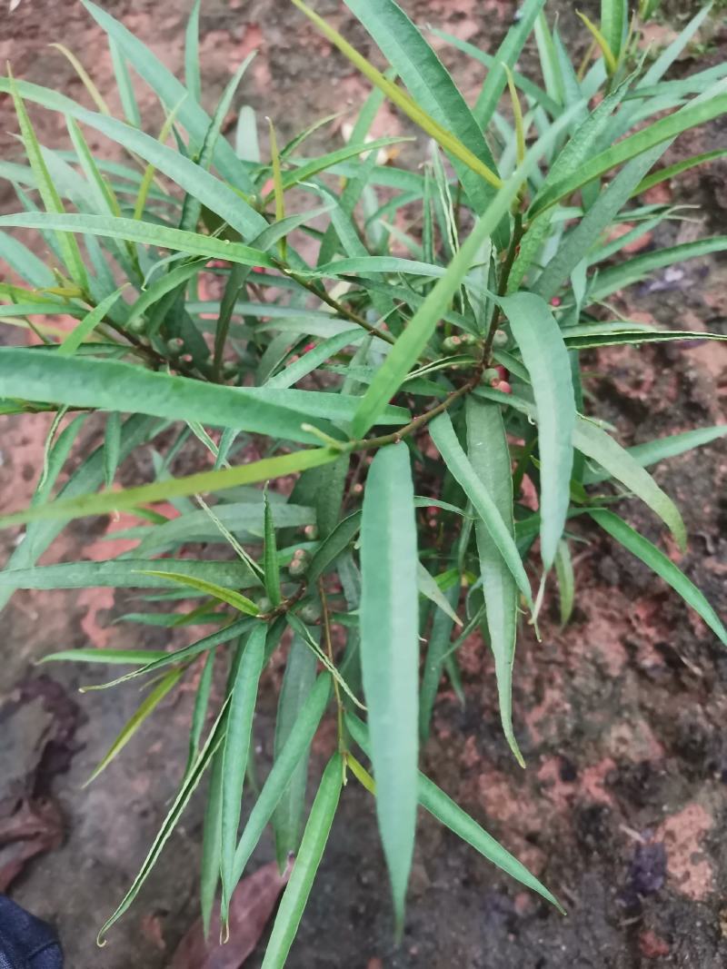 白花牛奶根尖叶细叶白花牛奶根竹叶型白花牛奶根