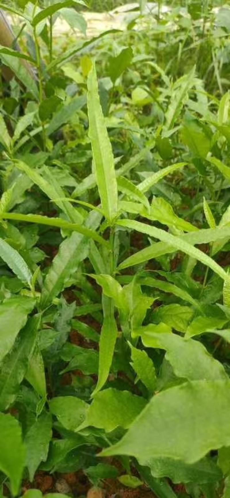 白花牛奶根尖叶细叶白花牛奶根竹叶型白花牛奶根