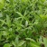 白花牛奶根尖叶细叶白花牛奶根竹叶型白花牛奶根
