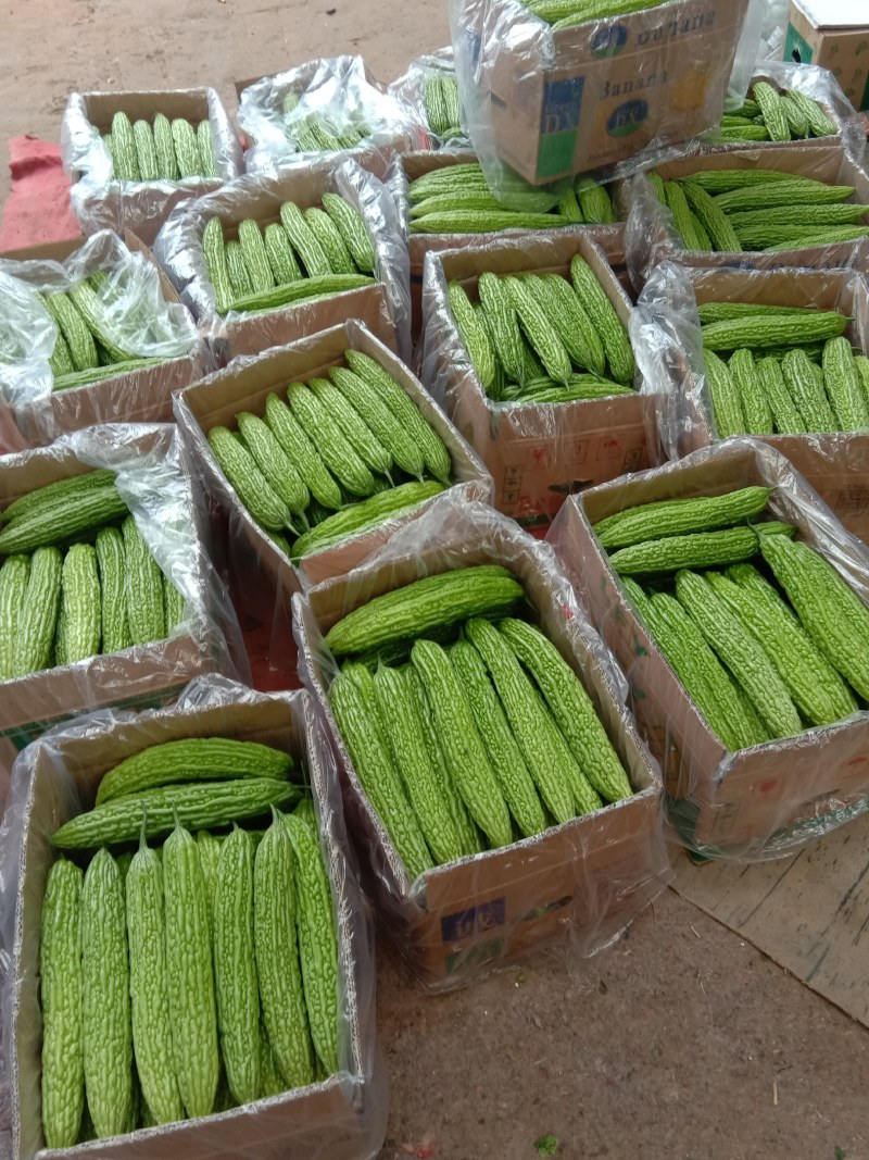 河南省油亮露天苦瓜，色泽深绿，欢迎批发商电商釆购