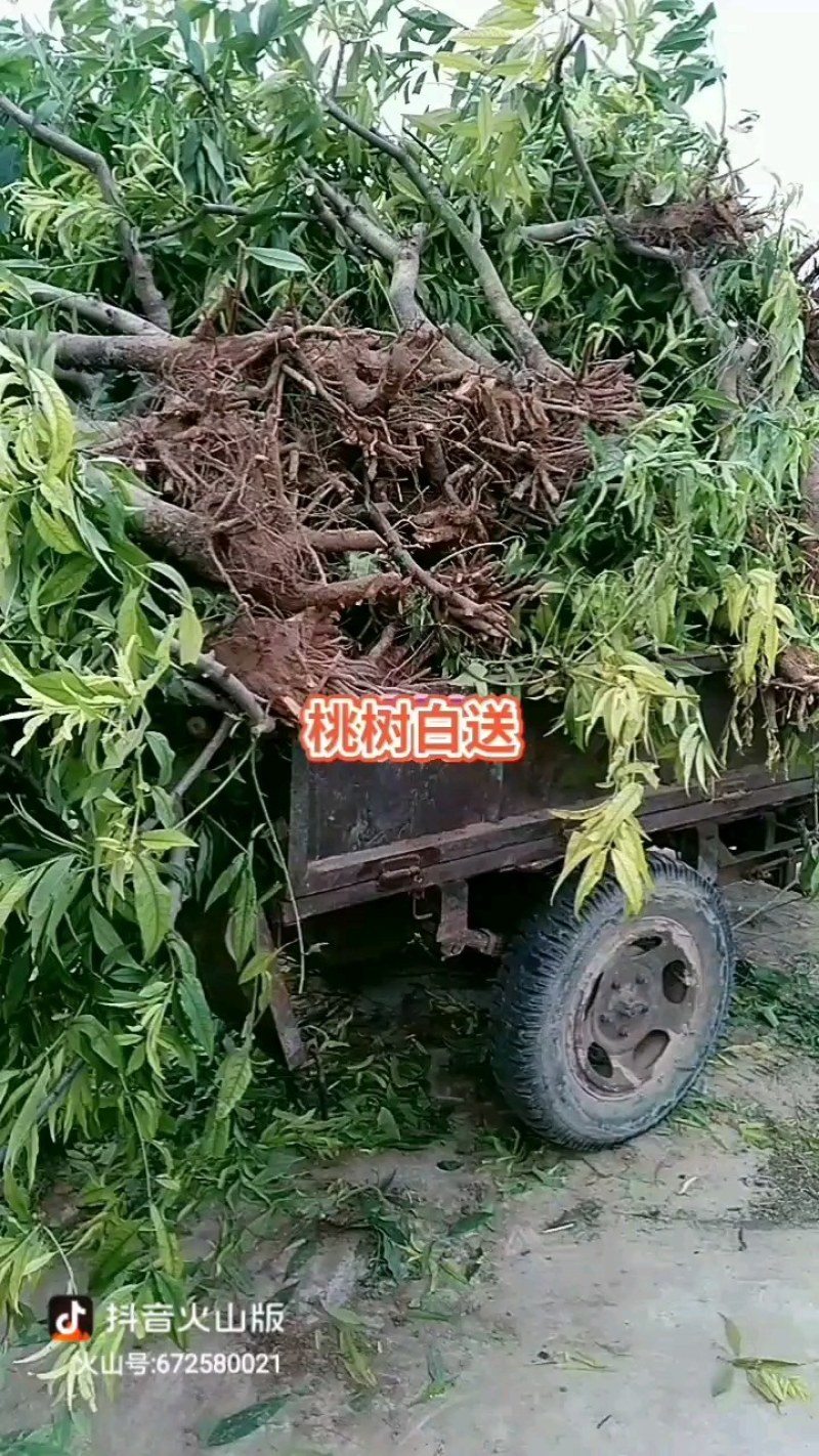 山东聊城占地桃树果树基地，价格低，绿化苗木大量现货