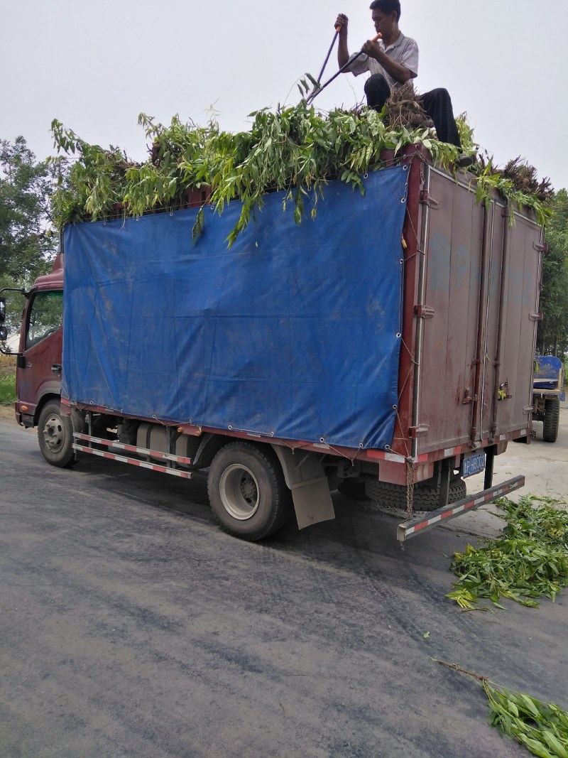 山东聊城占地桃树果树基地，价格低，绿化苗木大量现货