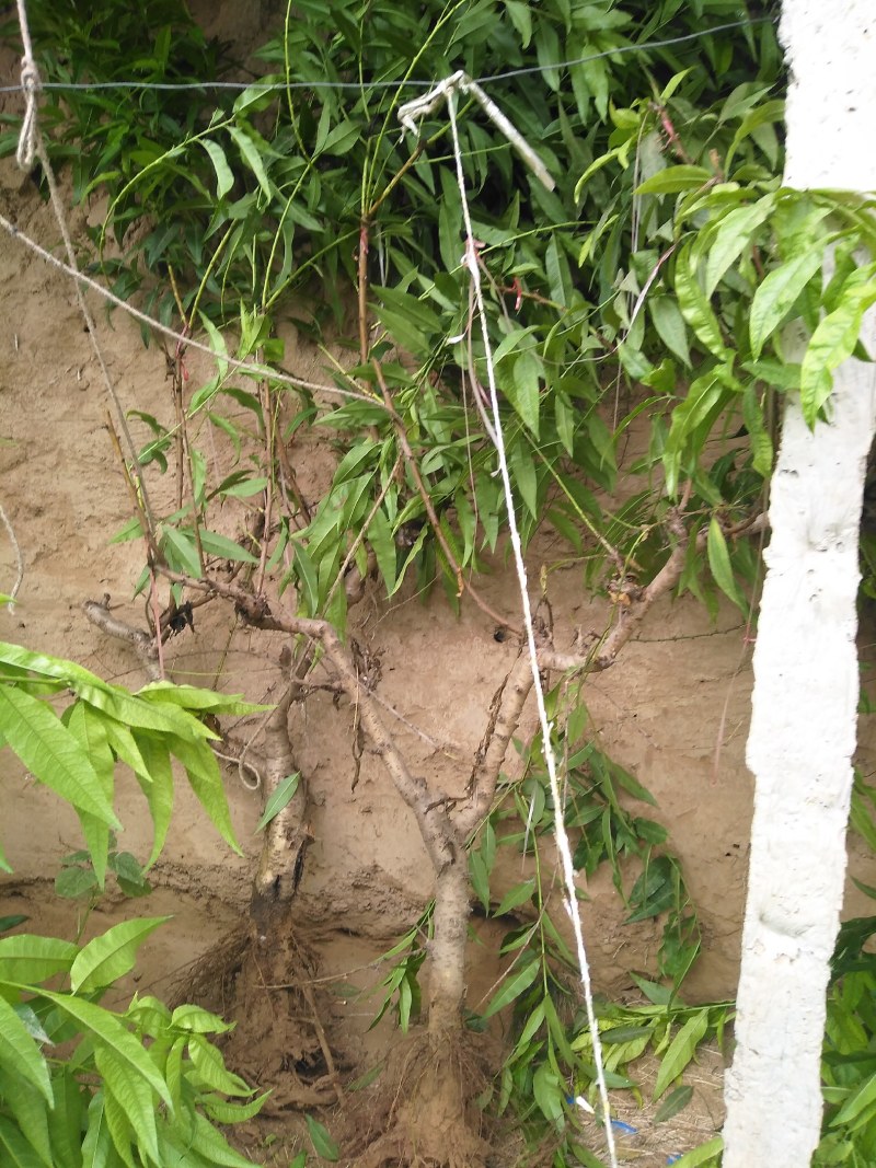 山东聊城占地桃树果树基地，价格低，绿化苗木大量现货