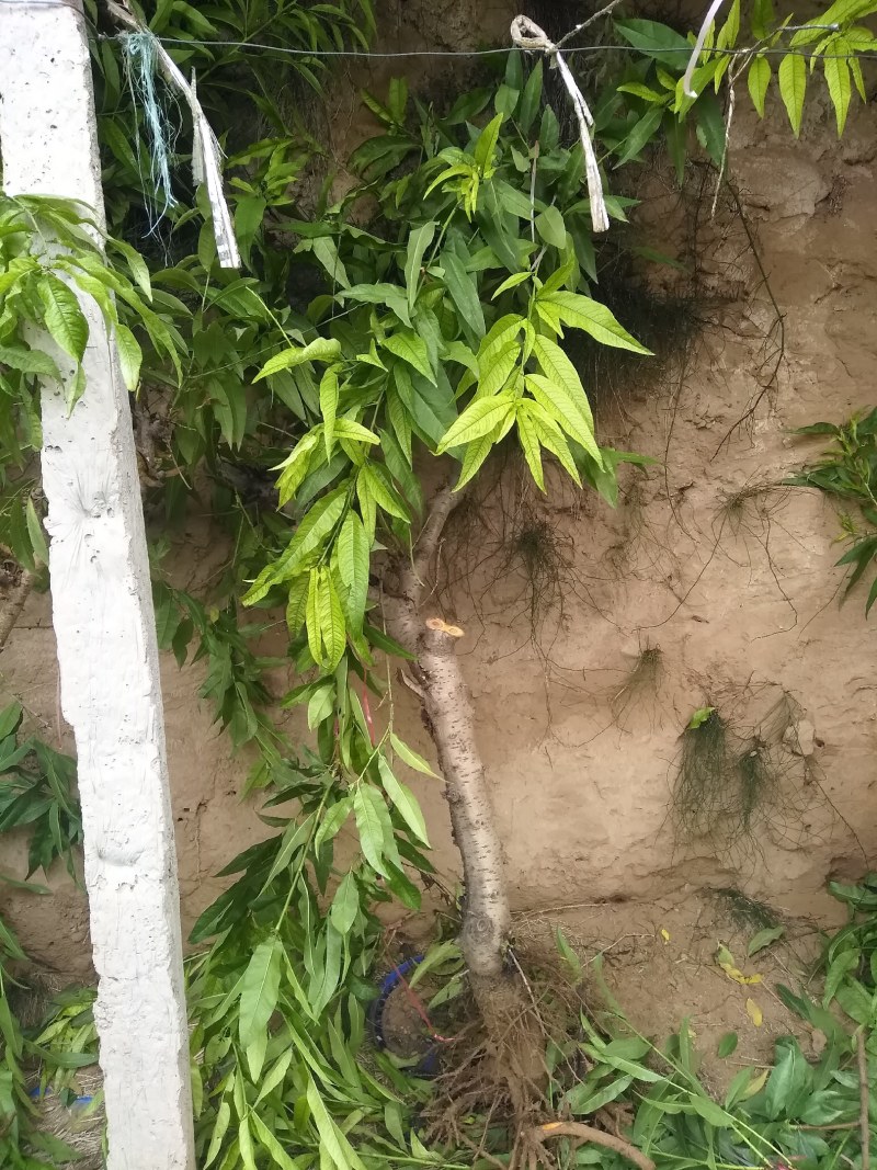 山东聊城占地桃树果树基地，价格低，绿化苗木大量现货