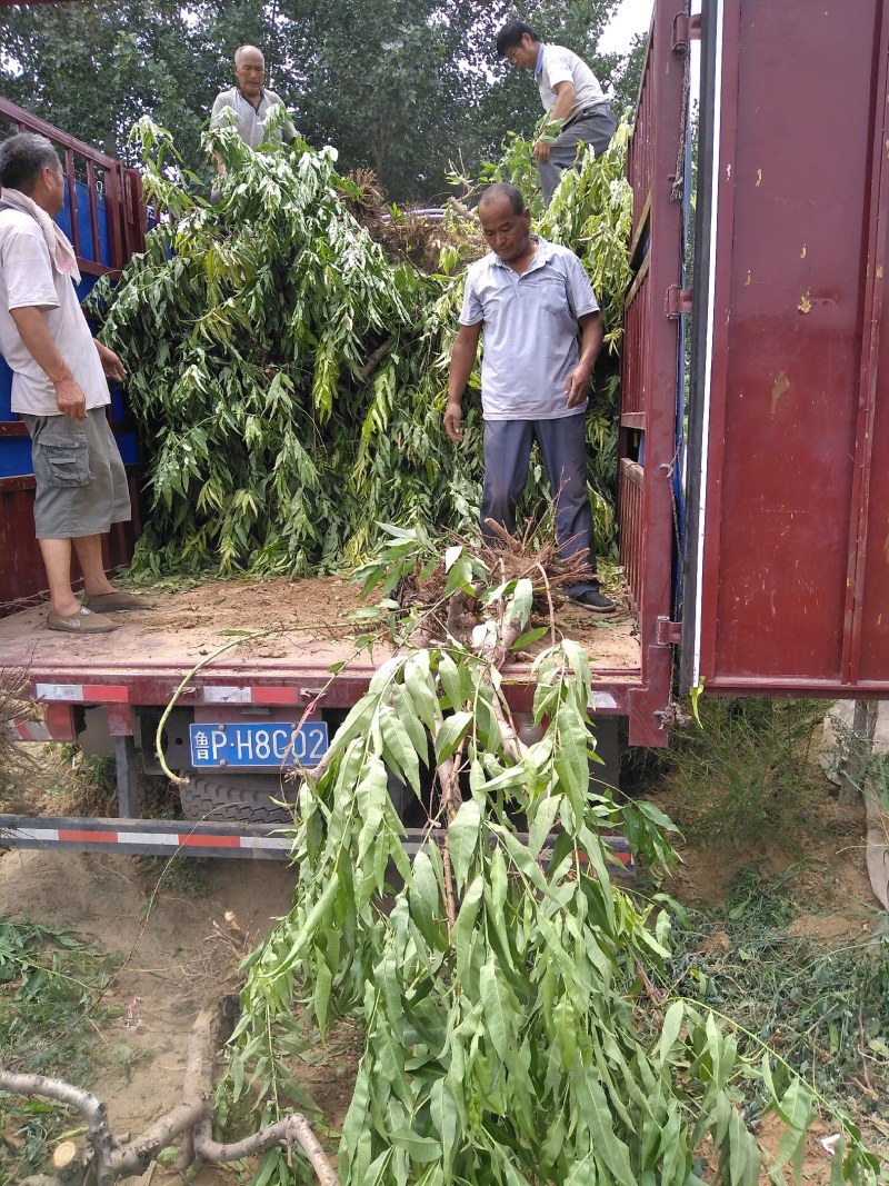 山东聊城占地桃树果树基地，价格低，绿化苗木大量现货