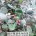 菲油果新西兰芳香大果新品种食用观赏庭院阳台可四季栽植
