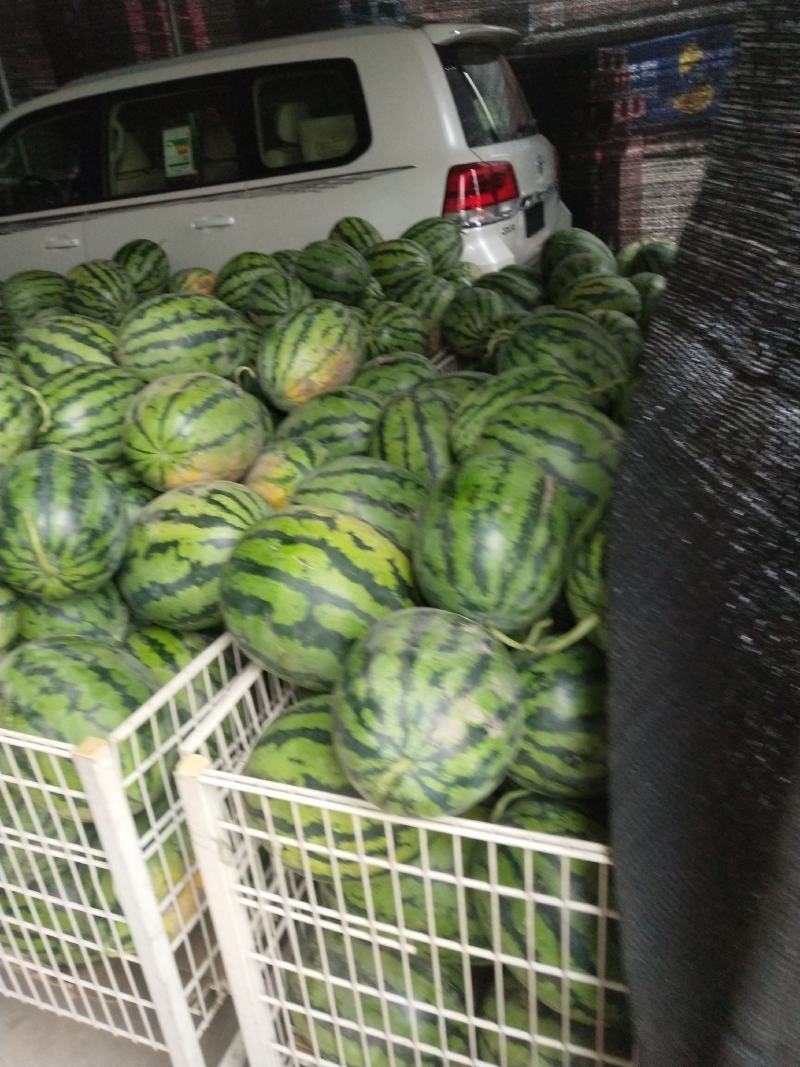 茶淀西瓜
