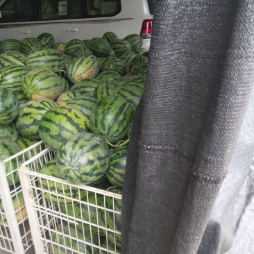 茶淀西瓜