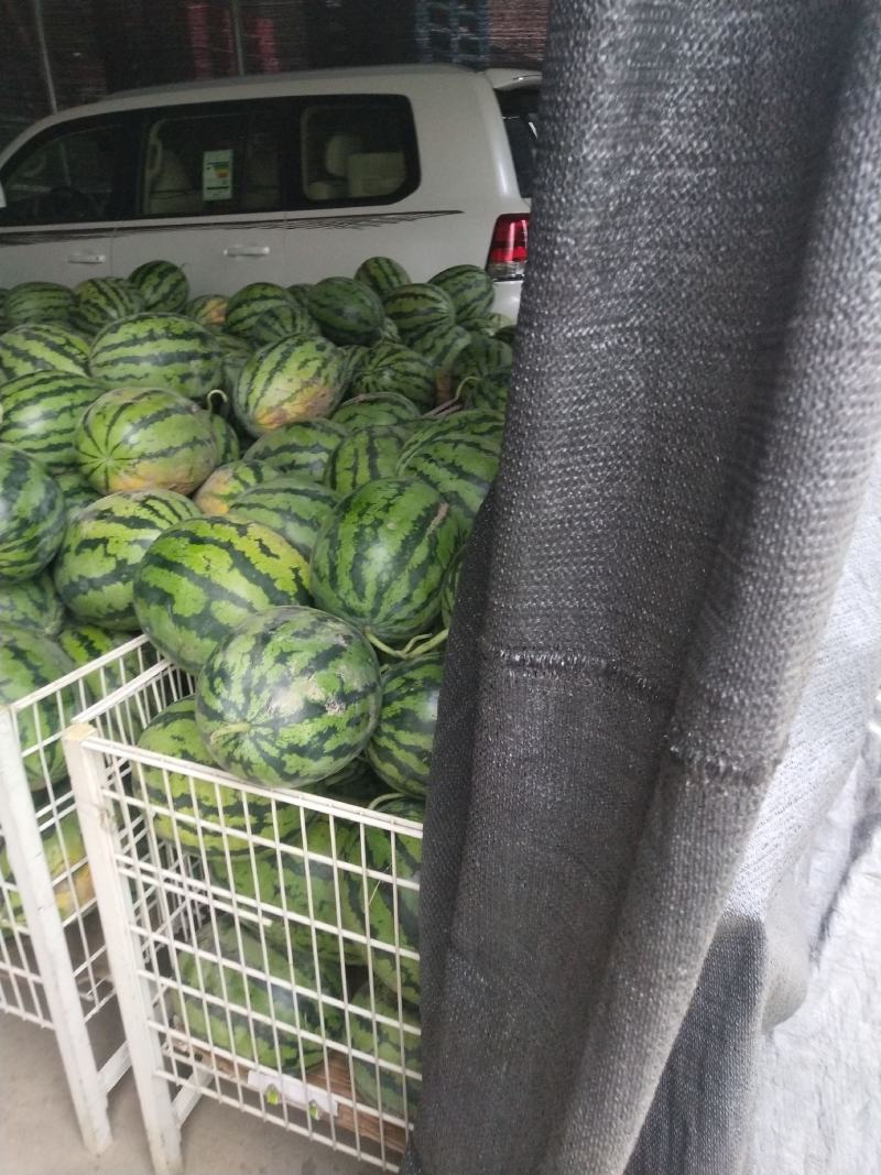 茶淀西瓜