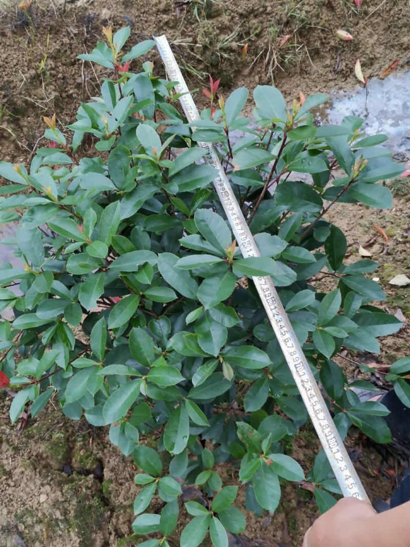 大量供应各种小毛球p4O一2米5，供应各种色块小苗球，