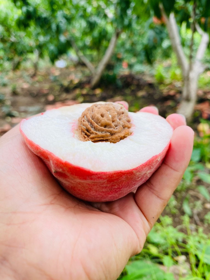 白凤桃.脆桃.套袋桃.脆甜甜