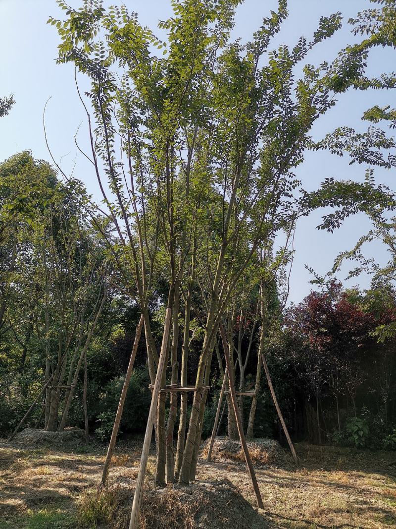 银杏树，丛生朴树，地笼桂，各种南方乔木，大量供应