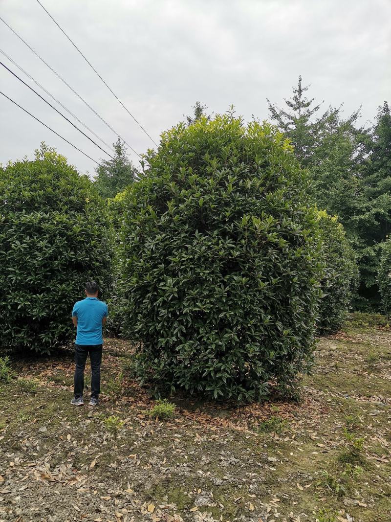 银杏树，丛生朴树，地笼桂，各种南方乔木，大量供应
