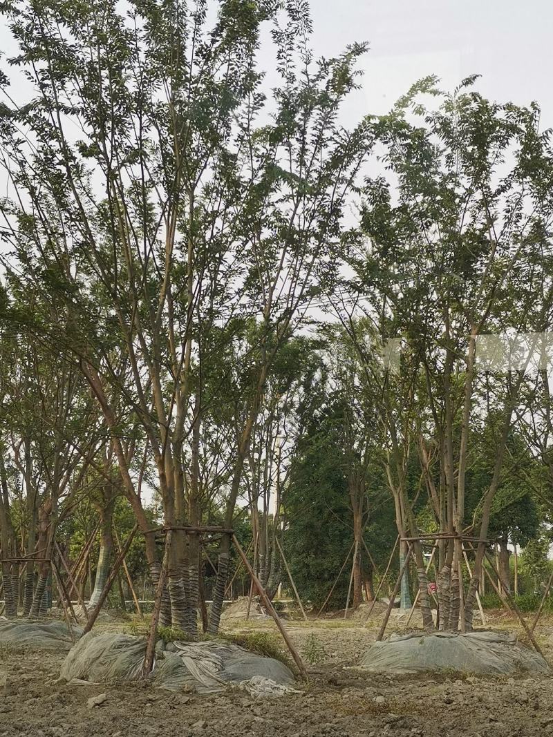 银杏树，丛生朴树，地笼桂，各种南方乔木，大量供应