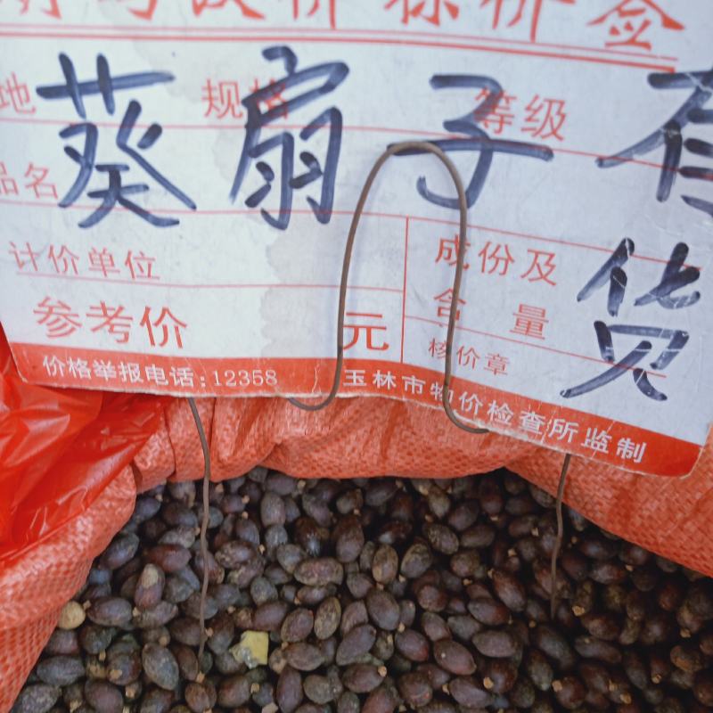 药材葵扇子有大量货源欢迎来选购货对板