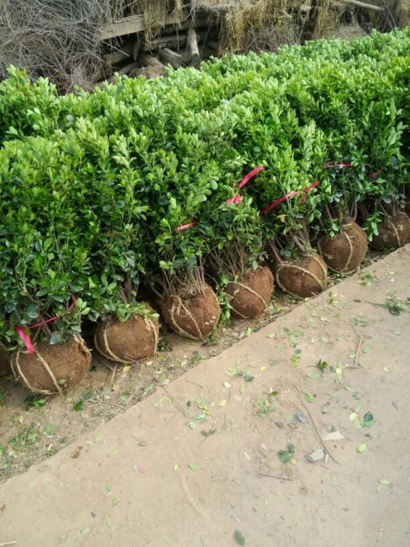 卫矛球基地直销，现货供应