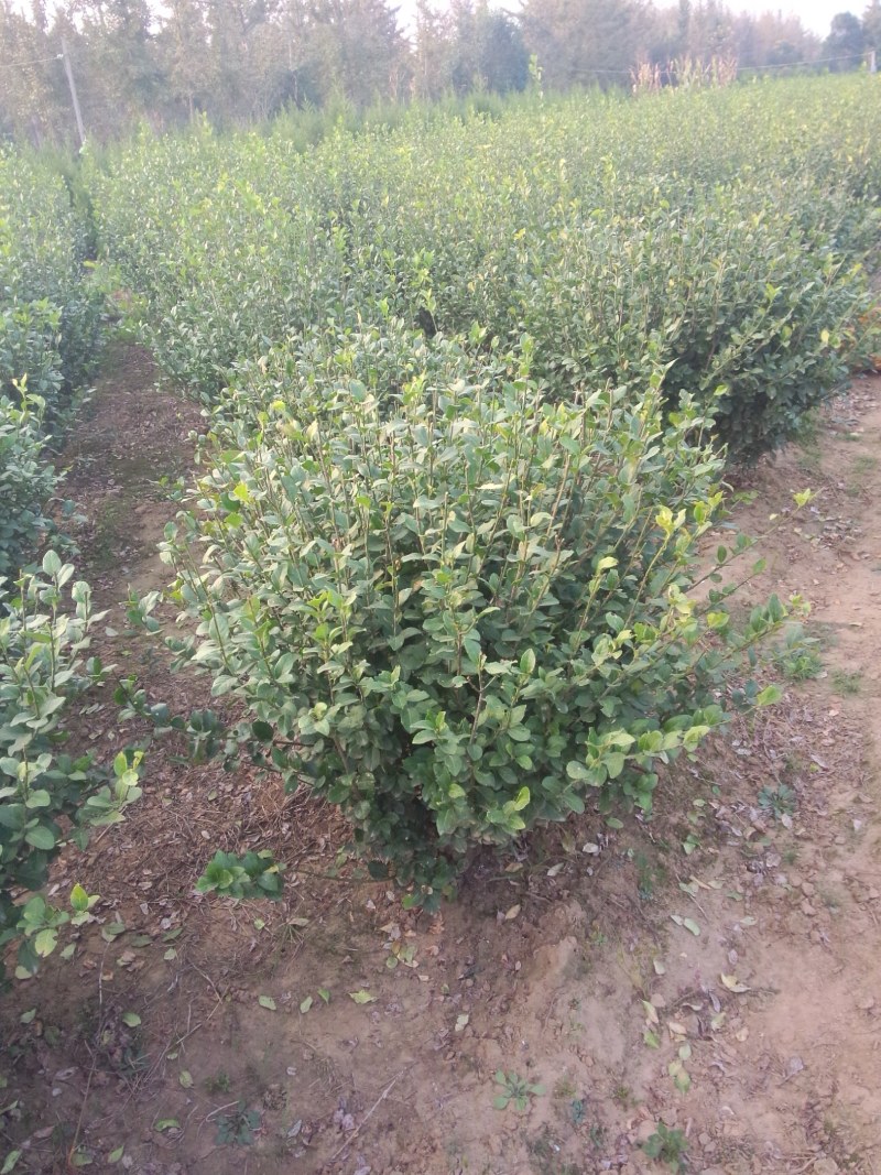 卫矛球基地直销，现货供应