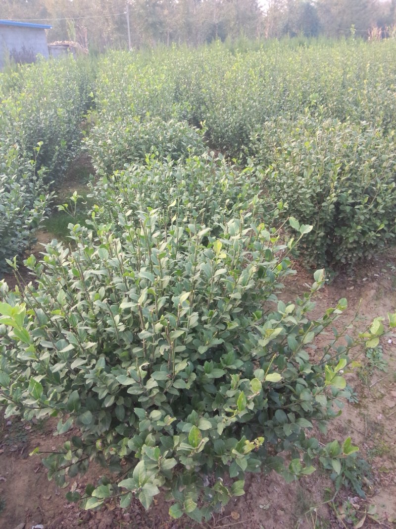 卫矛球基地直销，现货供应
