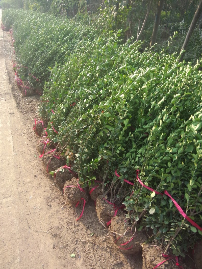 卫矛球基地直销，现货供应