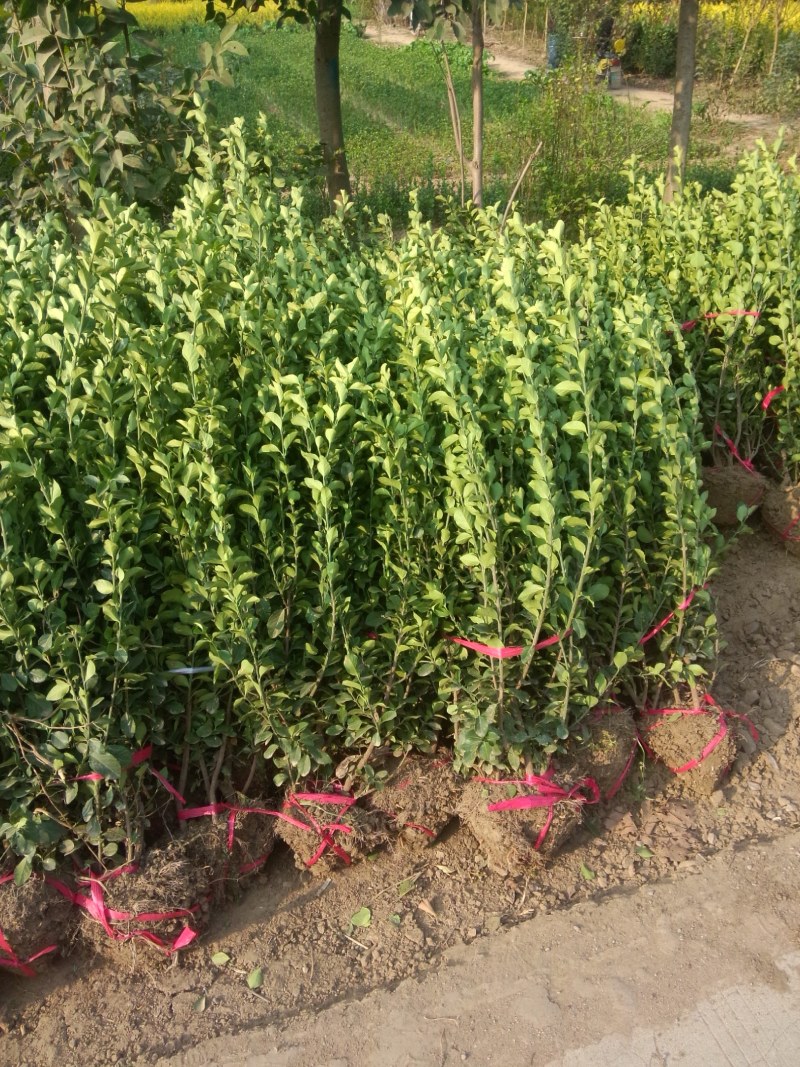 卫矛球基地直销，现货供应
