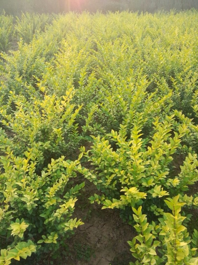 金叶女贞球基地现货直销，量大从优
