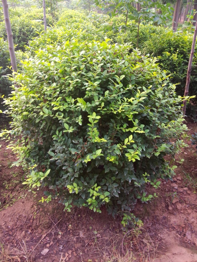 金叶女贞球基地现货直销，量大从优